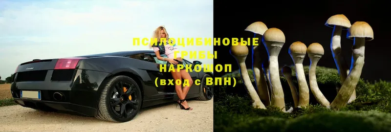 Псилоцибиновые грибы Magic Shrooms  блэк спрут ССЫЛКА  Болохово  где продают  